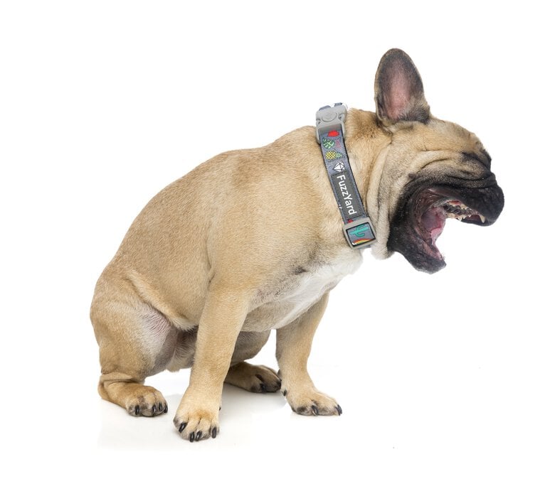 FuzzYard - Collier Coachella pour Chien - L Image numéro 5 FuzzYard - Collier Coachella pour Chien - L Image numéro 5