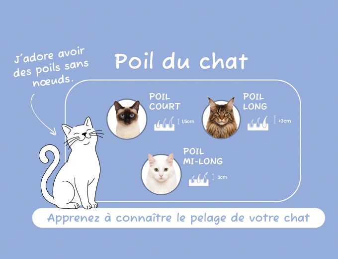 Chats