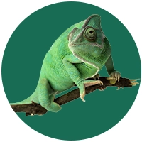Reptiles