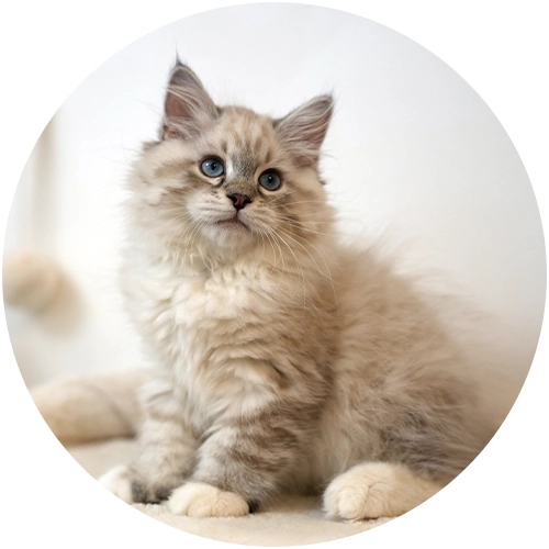 Boutique du chaton