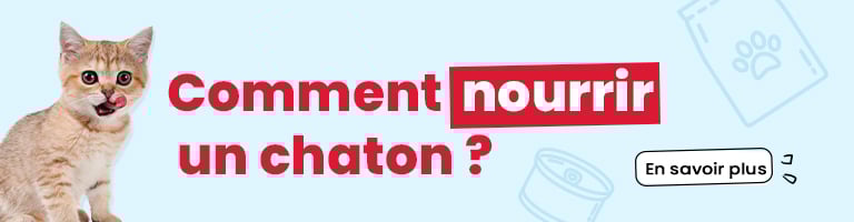 Comment nourrir un chaton ?