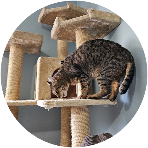 Arbre à chat