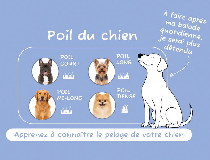 Chiens