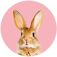 Lapin