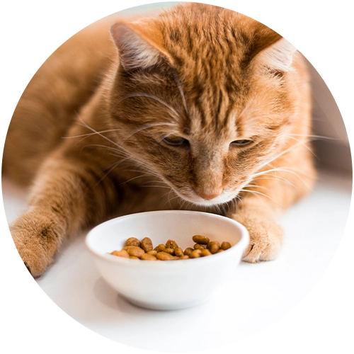 Alimentation