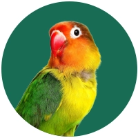 Oiseaux