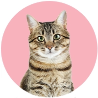 Chats