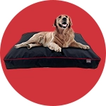 Couchage chien