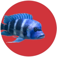 Poissons