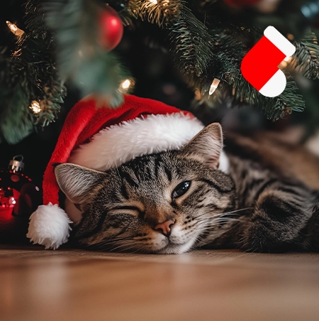Joyeux noel chat