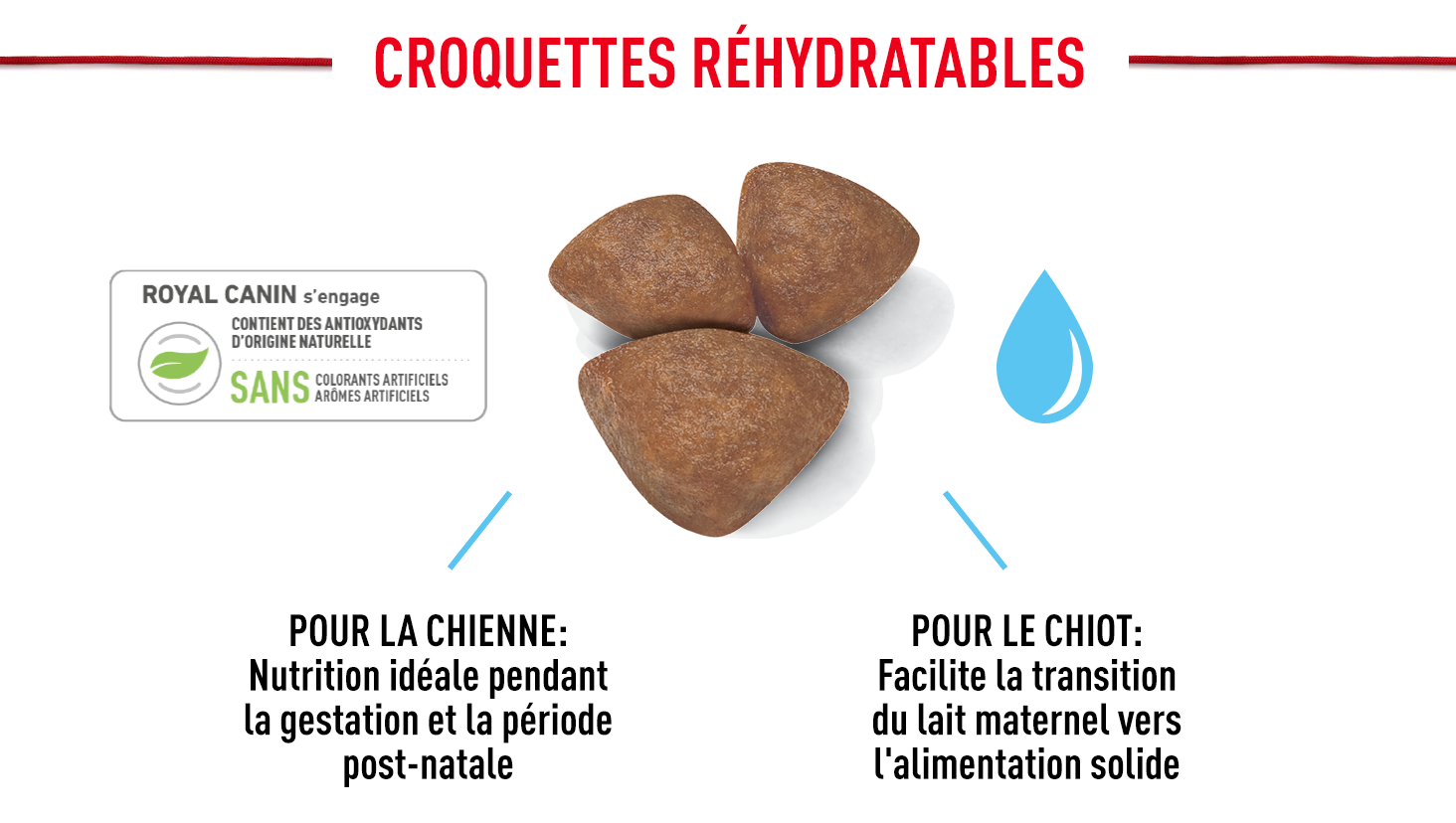 CroquettesMiniStartrer