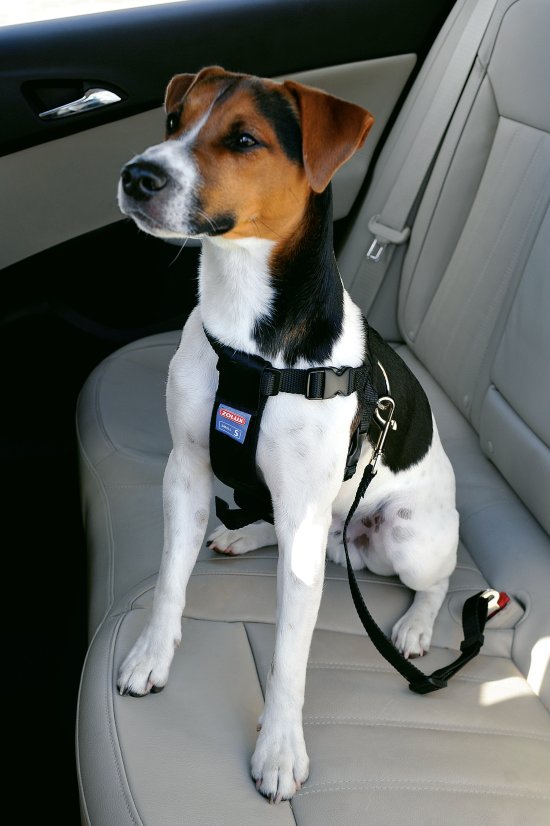 Harnais De Voiture Nobby Pour Chien Taille S | Avec Ceinture De Sécurité Intégrée | Réglable, Sécurité En Transport