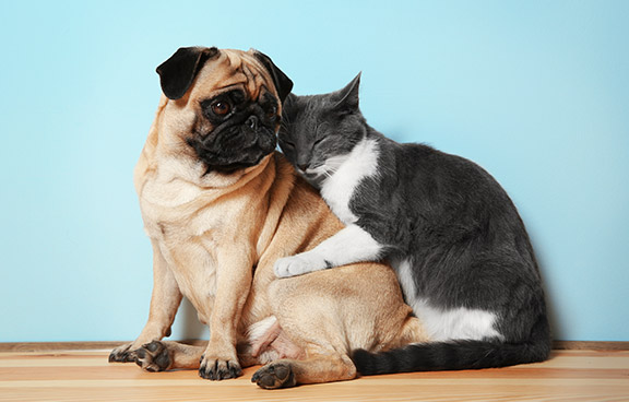 Votre animalerie en ligne Votre animalerie en ligne